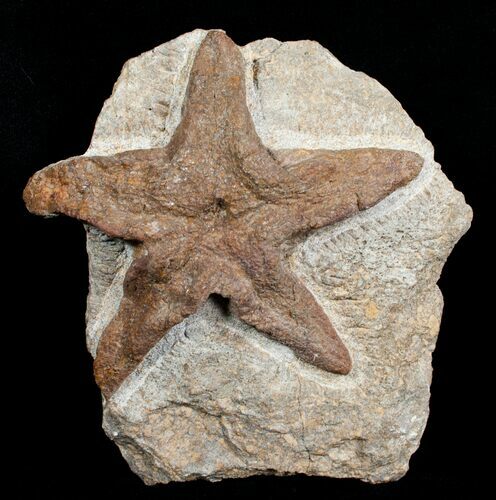 True Starfish Stenaster - Morocco #4080